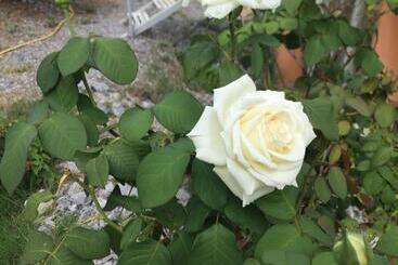 Pensione Affittacamere L’ Agrumeto