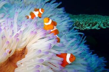 ペンション Galang Kangin Bungalows 2