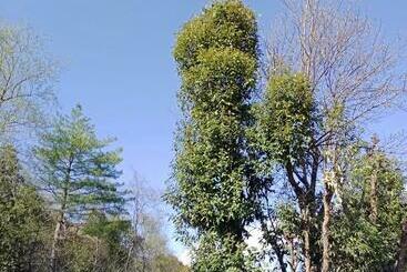 Apartaments turístics Home Ekant Kutir Homestay