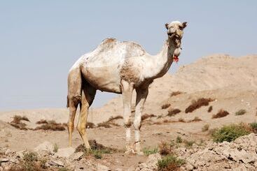 هتل Dahabeya Queen Farida