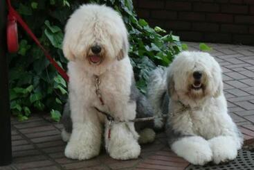 בית מלון כפרי Pension Alba Vacation Stay 70972v