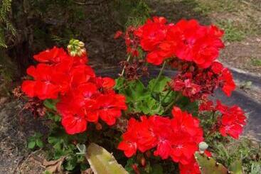 Bed & Breakfast Las Cabañas Del Escobo   Cabaña Tucán