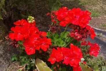 ベッドアンドブレックファースト Las Cabañas Del Escobo   Cabaña Tucán