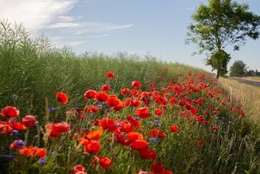 ユースホステル Stary Młyn Strzeszyn   Soft All Inclusive