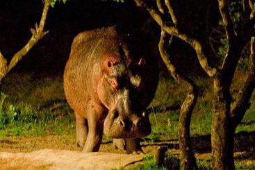 酒店 Makakatana Bay Lodge