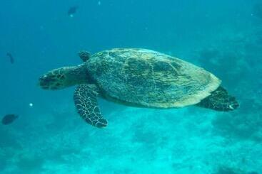 Vaali Maldives Island Escapes & Dive