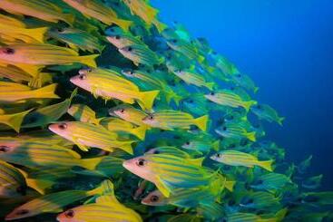 Hotel Thoddoo Garden Inn