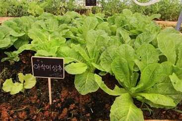 Buan Pullip Love Pension