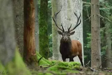 ペンション Les 12 Bois Du Cerf