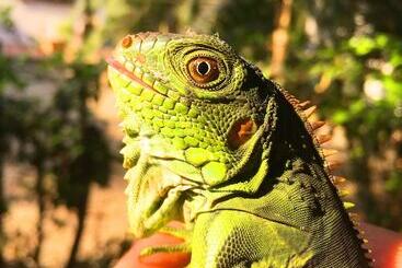 Szálloda Aloha Palomino