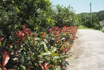 تختخواب و صبحانه Green Island Guest House