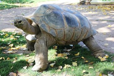 מוטל Rockerville Lodge & Cabins