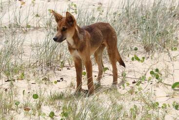 شقة Pippies Beachhouse Backpackers