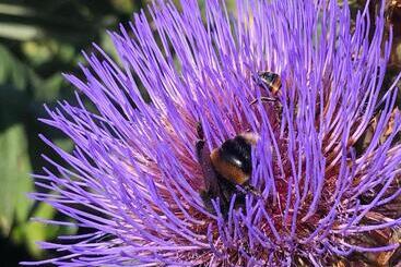 ベッドアンドブレックファースト English Cherry Tree Manor