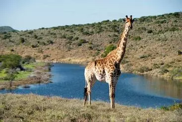 Pension Kwandwe Private Game Reserve   Melton Manor
