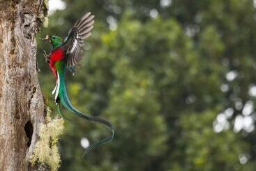Отель Paraiso Quetzal Lodge