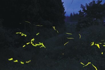 فندق Yuzawa Yuzawa