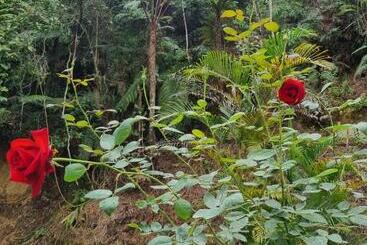 膳宿费 Arundina Cameron Highlands
