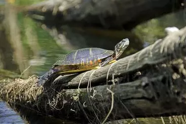 צימר Old Saco Inn