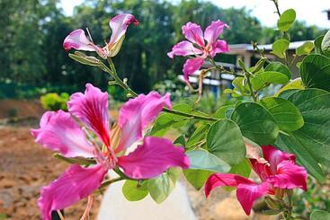 בית מלון כפרי Chomphu Resort