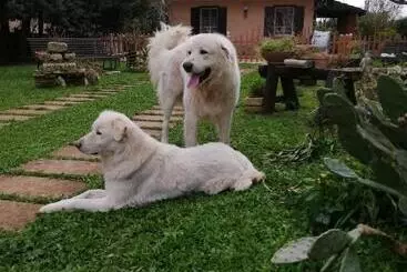 Pensione Luciano E Concetta