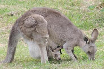 민박 Old Chilli Daylesford