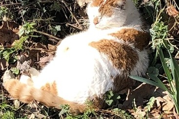 茅舍 The Peacock Shepherds Hut At Hafoty Boeth