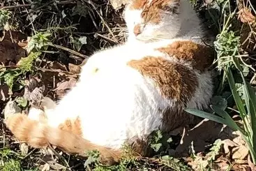 Mökkimajoitus The Peacock Shepherds Hut At Hafoty Boeth