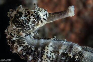 洋房  Forra Dive Resort Pattaya Beach