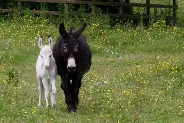 Hotel Barnabrow Country House