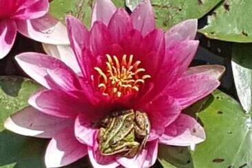 Отель Agromurena