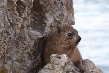 فندق Crayfish Lodge Sea & Country Guest House