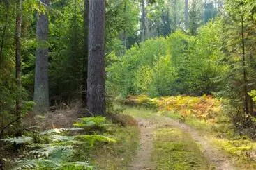 Pensiune Sublime Forêt