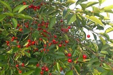 Bed and Breakfast Au Pré Du Moulin