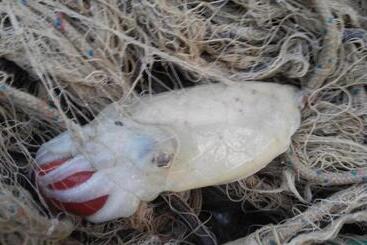 Отель Alba-gert