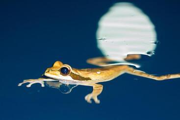 호텔 Lapa Rios Lodge By Boena