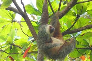 مبيت وإفطار Jardín De Los Monos