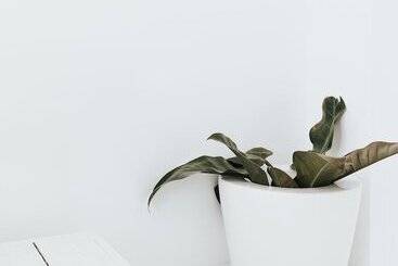 تختخواب و صبحانه Lenoir 96