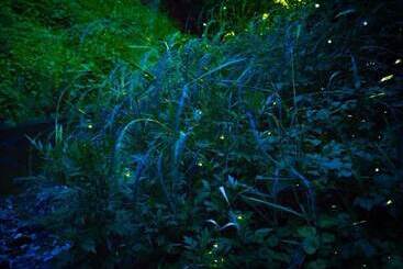 Ryokan Yamayuri No Yado