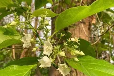 Banmaihom Resort Amphawa