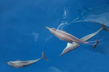 酒店 Tropic Tree  Maldives