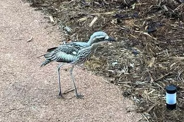 Resort Magnetic Glamping Tent 9