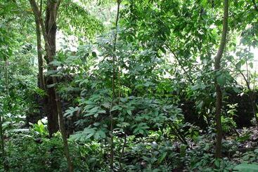 تختخواب و صبحانه Val Hotel Manuel Antonio