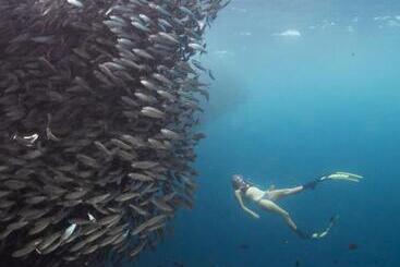 בית מלון כפרי Six Senses Fiji