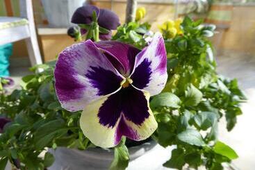 پانسیون Vila Dos Castanheiros