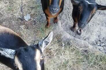 بنسيون Arbor Rouge Cottage