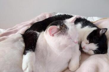 B&b Palazzo Mestichelli Boutique Palace