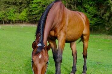 בית מלון כפרי Statek U Rajmunda