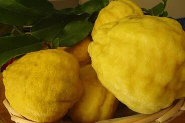 Aparthotel Residence Il Cedro