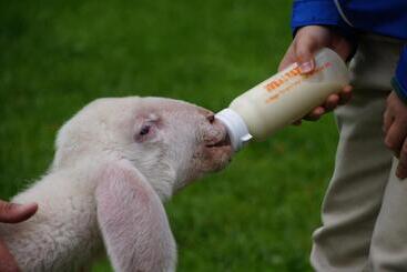 בית מלון כפרי Nöglhof